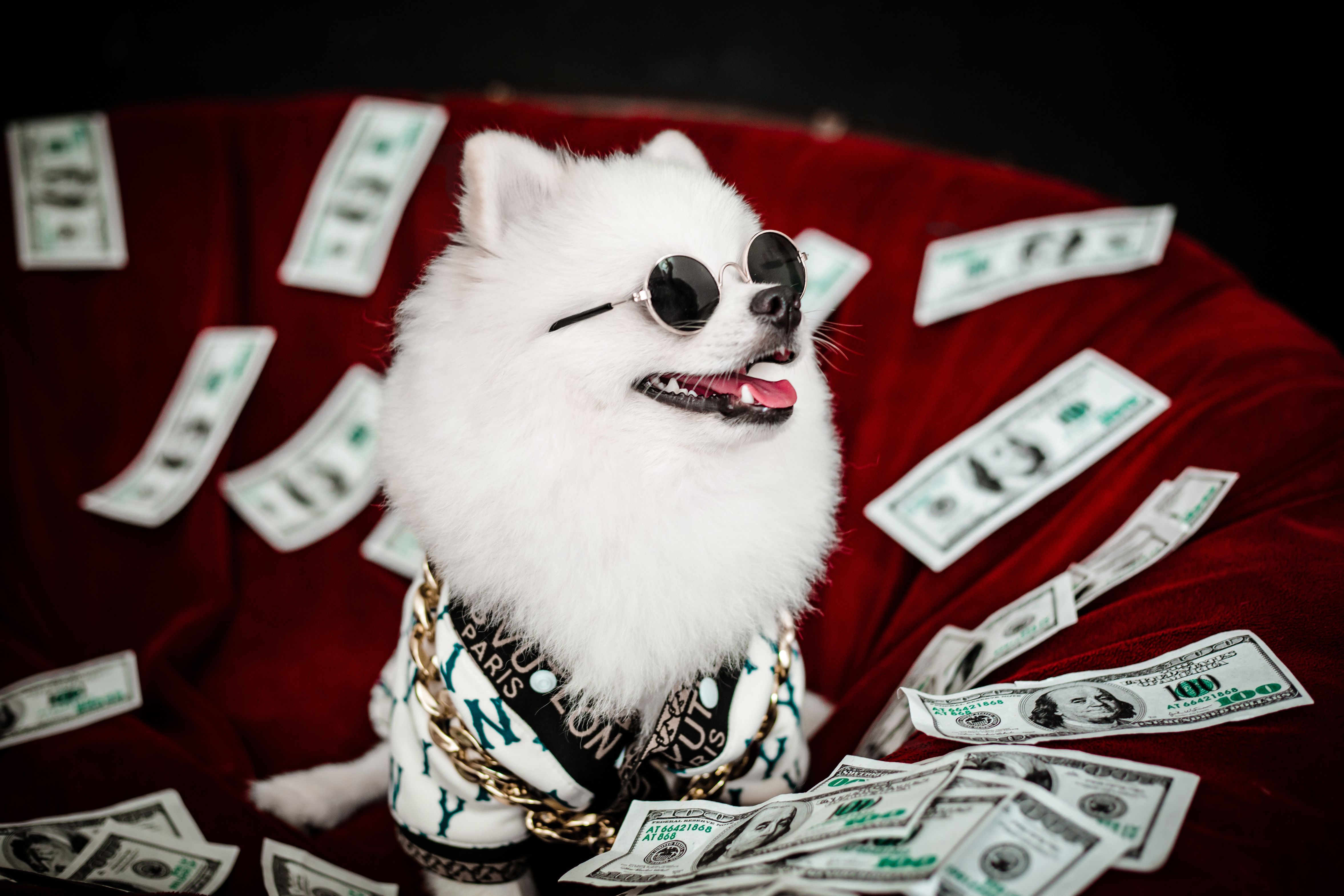 Perro graciosillo
